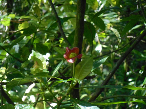 Costa Rica