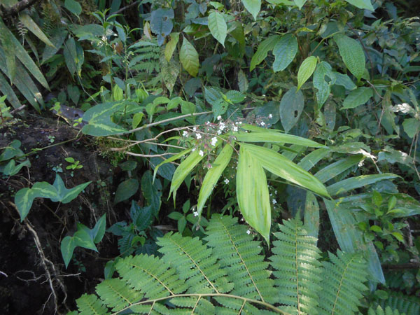 Costa Rica