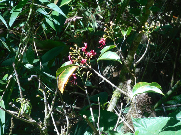 Costa Rica