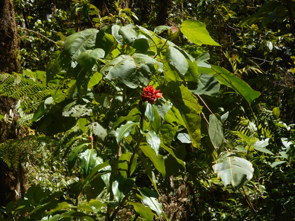 Costa Rica