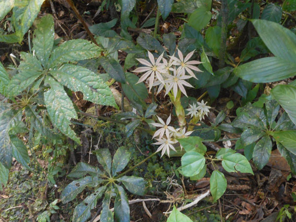 Costa Rica