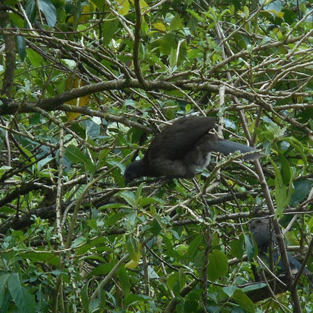 Costa Rica