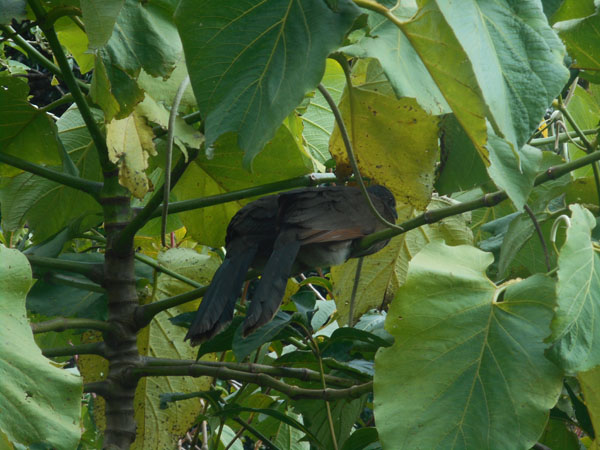 Costa Rica