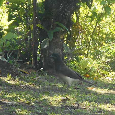 Costa Rica