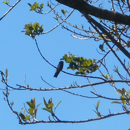 Costa Rica