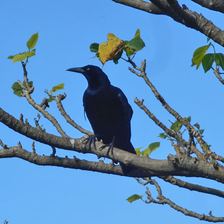 Costa Rica