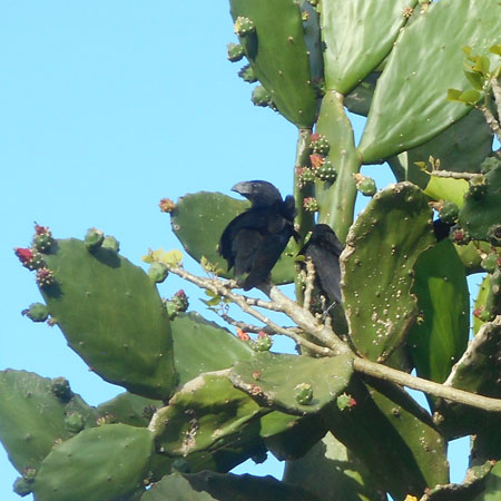 Costa Rica