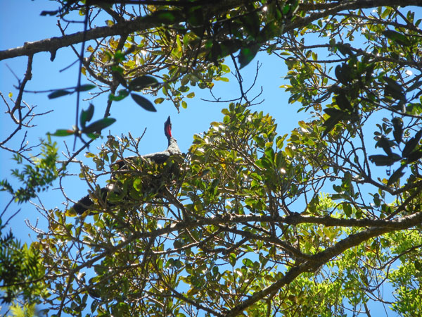 Costa Rica