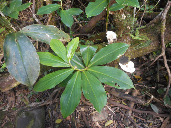 Costa Rica