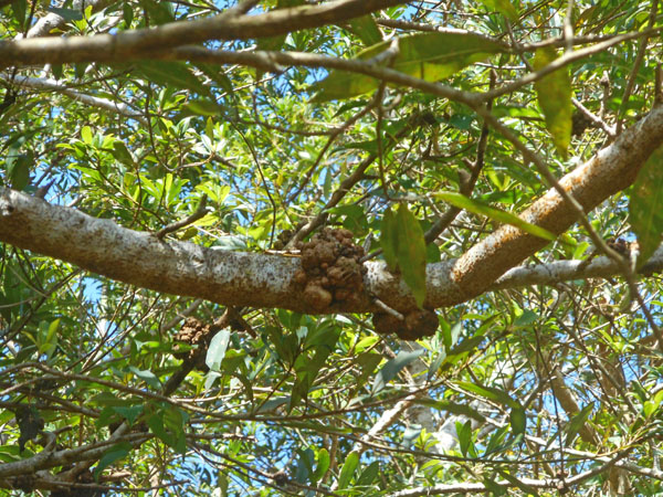 Costa Rica