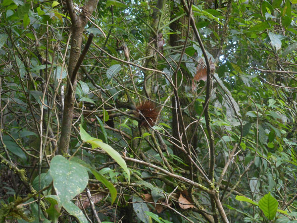 Costa Rica