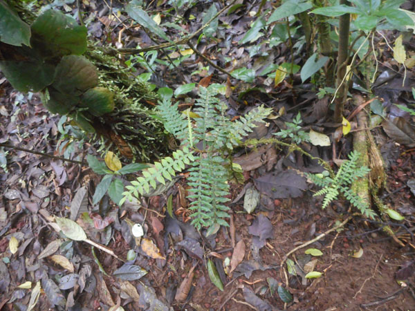 Costa Rica