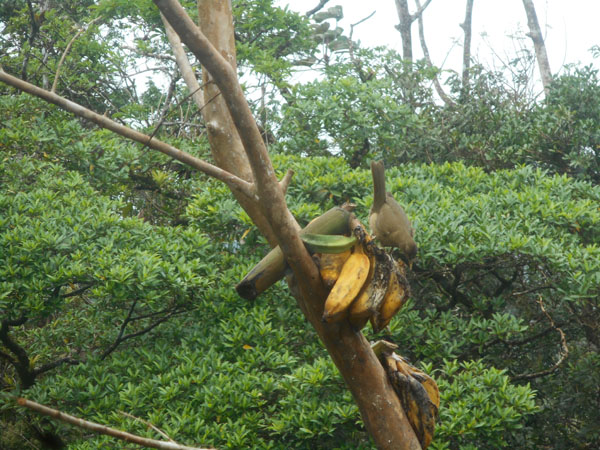 Costa Rica