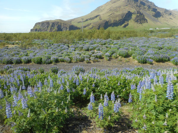 iceland