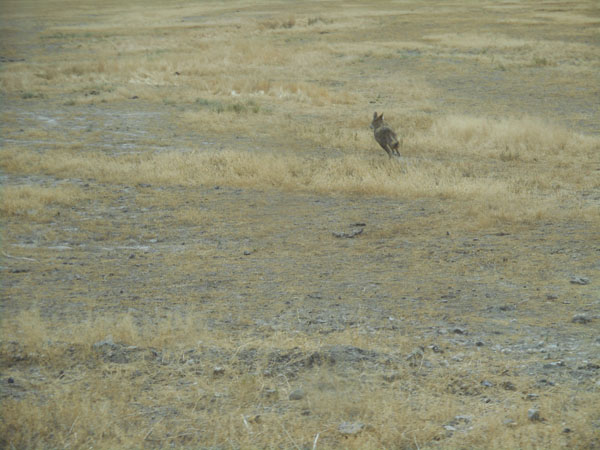 To Steens Mt. OR